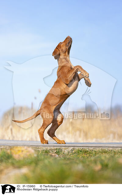 Rhodesian Ridgeback Welpe / Rhodesian Ridgeback puppy / IF-15960