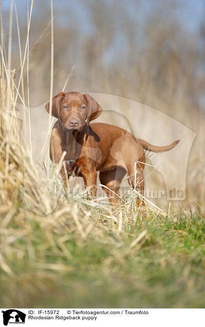 Rhodesian Ridgeback Welpe / Rhodesian Ridgeback puppy / IF-15972