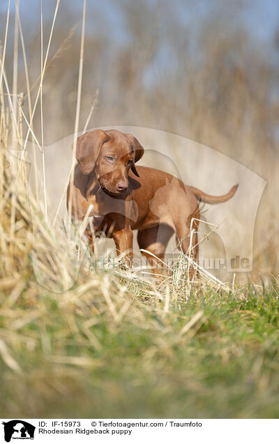 Rhodesian Ridgeback Welpe / Rhodesian Ridgeback puppy / IF-15973
