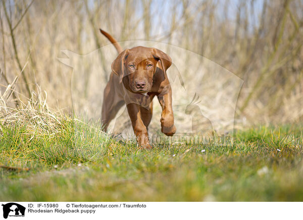 Rhodesian Ridgeback Welpe / Rhodesian Ridgeback puppy / IF-15980