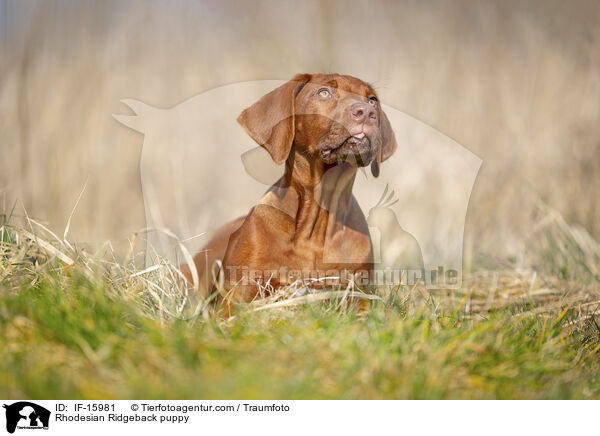 Rhodesian Ridgeback Welpe / Rhodesian Ridgeback puppy / IF-15981