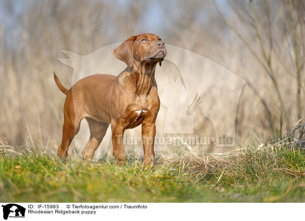 Rhodesian Ridgeback Welpe / Rhodesian Ridgeback puppy / IF-15983