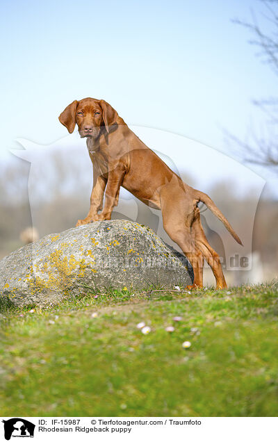 Rhodesian Ridgeback Welpe / Rhodesian Ridgeback puppy / IF-15987