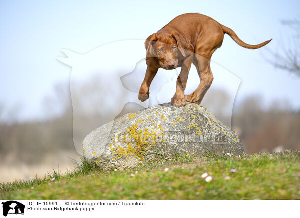 Rhodesian Ridgeback Welpe / Rhodesian Ridgeback puppy / IF-15991