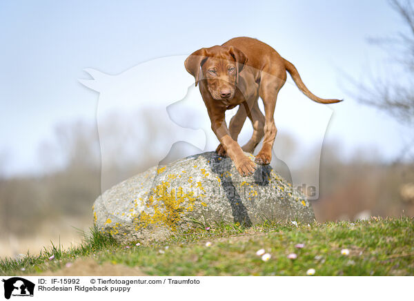 Rhodesian Ridgeback Welpe / Rhodesian Ridgeback puppy / IF-15992