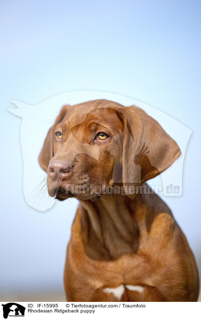 Rhodesian Ridgeback Welpe / Rhodesian Ridgeback puppy / IF-15995