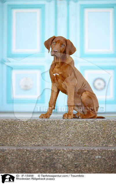Rhodesian Ridgeback Welpe / Rhodesian Ridgeback puppy / IF-15998
