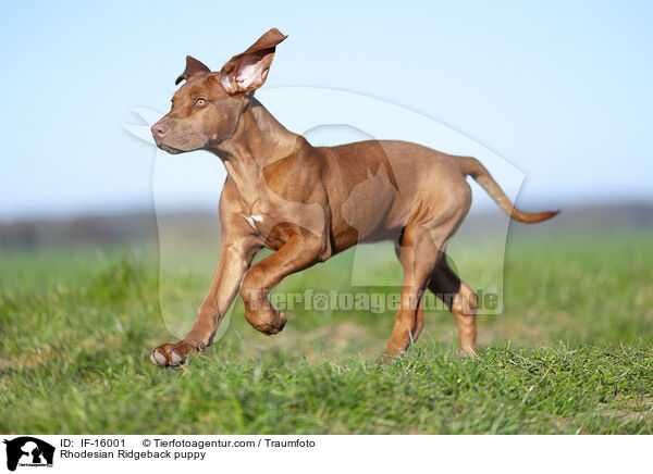 Rhodesian Ridgeback Welpe / Rhodesian Ridgeback puppy / IF-16001