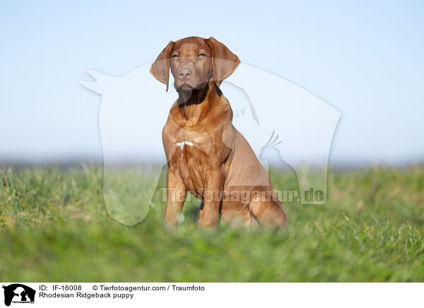 Rhodesian Ridgeback Welpe / Rhodesian Ridgeback puppy / IF-16008