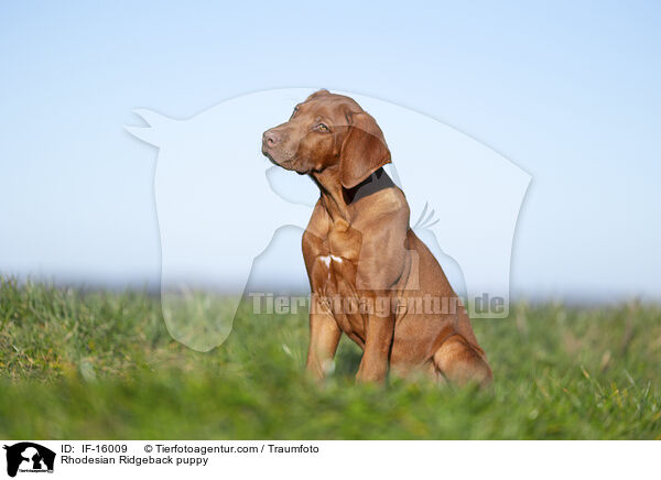 Rhodesian Ridgeback Welpe / Rhodesian Ridgeback puppy / IF-16009