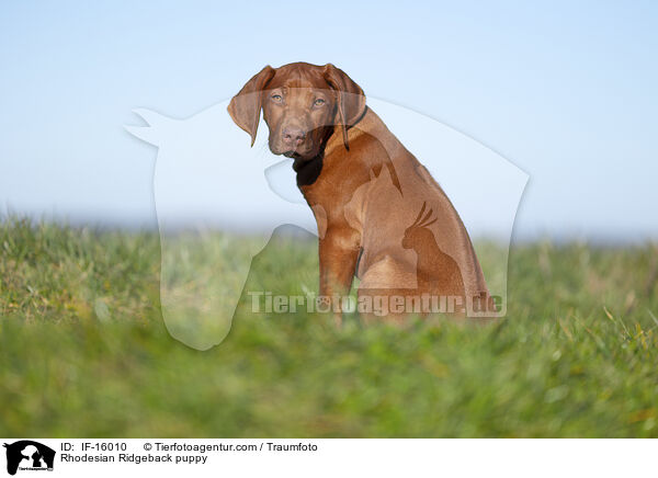 Rhodesian Ridgeback Welpe / Rhodesian Ridgeback puppy / IF-16010