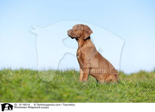 Rhodesian Ridgeback Welpe / Rhodesian Ridgeback puppy / IF-16014