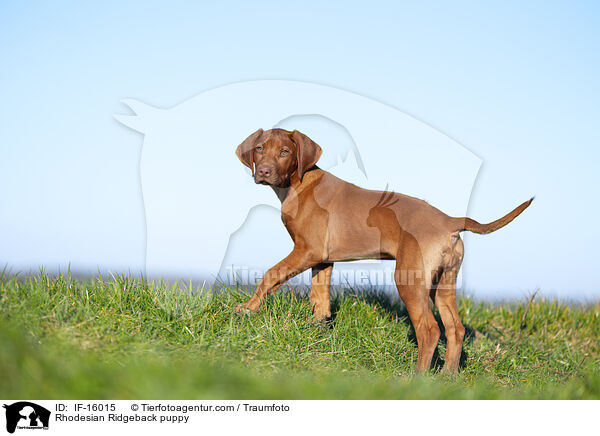 Rhodesian Ridgeback Welpe / Rhodesian Ridgeback puppy / IF-16015