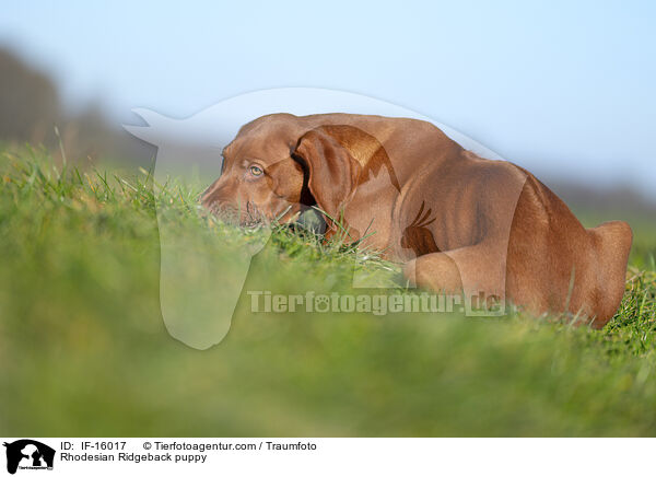 Rhodesian Ridgeback Welpe / Rhodesian Ridgeback puppy / IF-16017