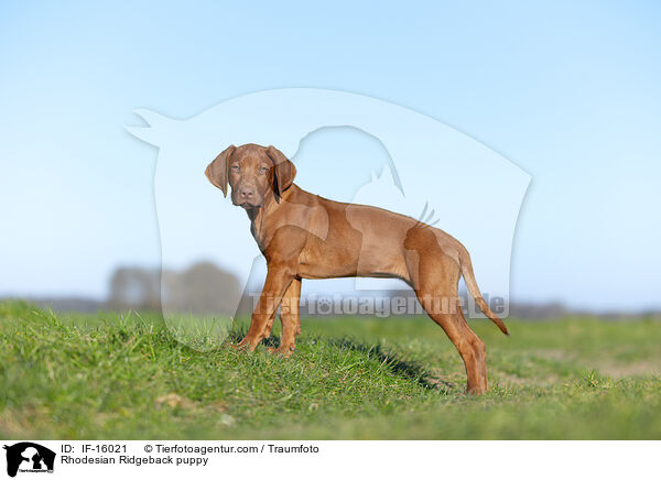 Rhodesian Ridgeback Welpe / Rhodesian Ridgeback puppy / IF-16021