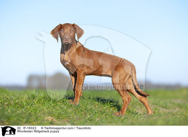 Rhodesian Ridgeback Welpe / Rhodesian Ridgeback puppy / IF-16023