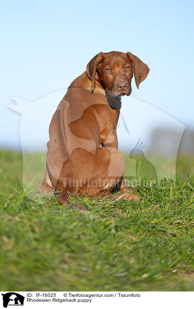 Rhodesian Ridgeback Welpe / Rhodesian Ridgeback puppy / IF-16025