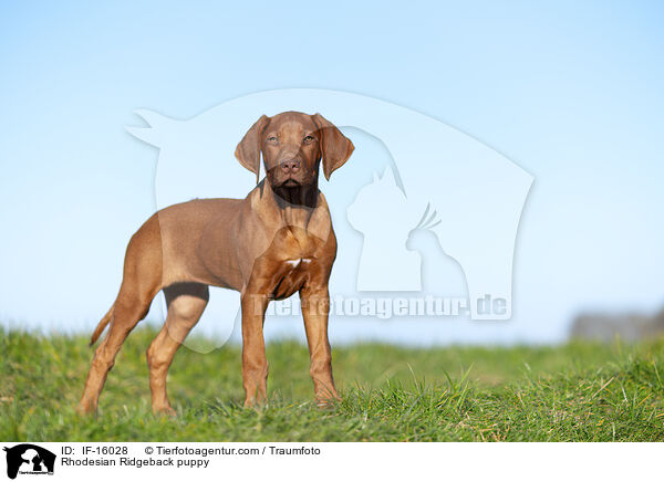 Rhodesian Ridgeback Welpe / Rhodesian Ridgeback puppy / IF-16028