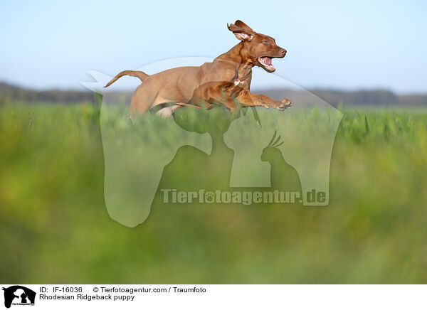 Rhodesian Ridgeback Welpe / Rhodesian Ridgeback puppy / IF-16036