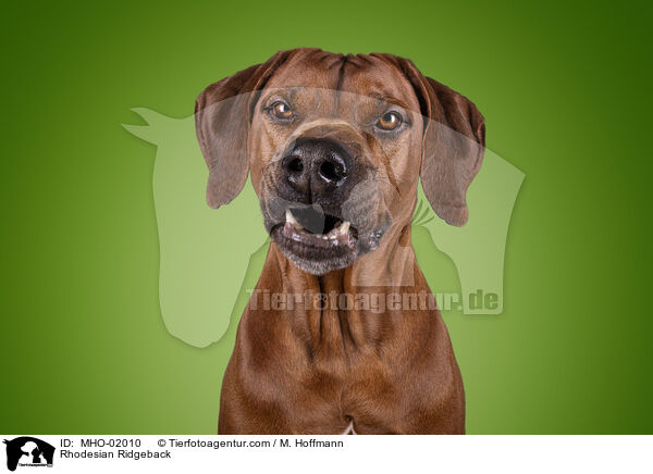 Rhodesian Ridgeback / Rhodesian Ridgeback / MHO-02010