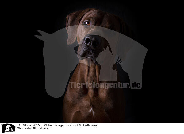 Rhodesian Ridgeback / Rhodesian Ridgeback / MHO-02015
