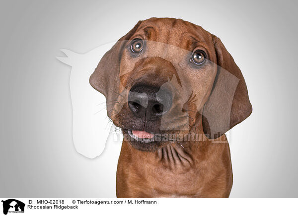 Rhodesian Ridgeback / Rhodesian Ridgeback / MHO-02018