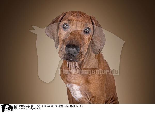 Rhodesian Ridgeback / Rhodesian Ridgeback / MHO-02019