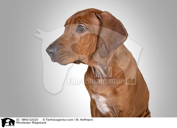 Rhodesian Ridgeback / Rhodesian Ridgeback / MHO-02020