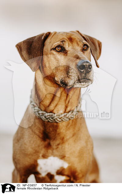 Rhodesian Ridgeback Hndin / female Rhodesian Ridgeback / NP-03857