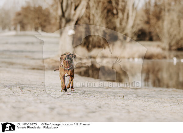 Rhodesian Ridgeback Hndin / female Rhodesian Ridgeback / NP-03873