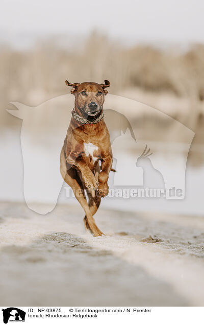 Rhodesian Ridgeback Hndin / female Rhodesian Ridgeback / NP-03875