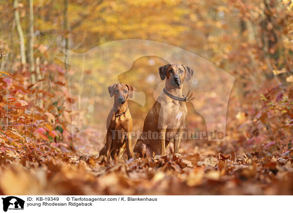 junger Rhodesian Ridgeback / young Rhodesian Ridgeback / KB-19349
