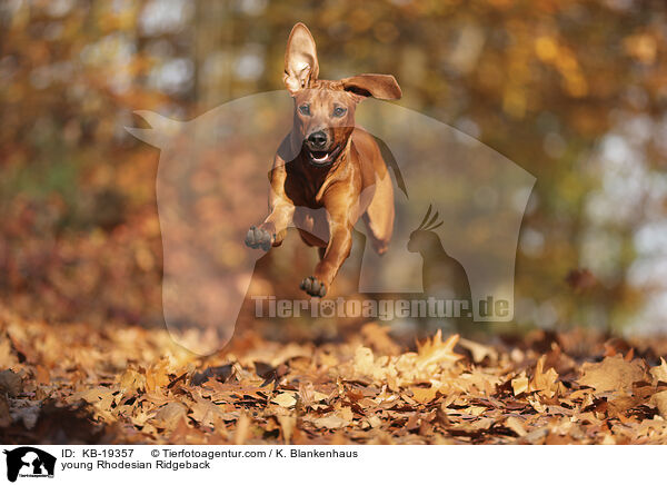 junger Rhodesian Ridgeback / young Rhodesian Ridgeback / KB-19357