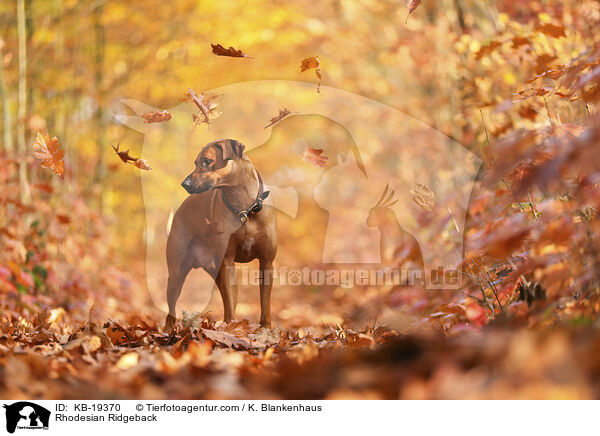 Rhodesian Ridgeback / KB-19370