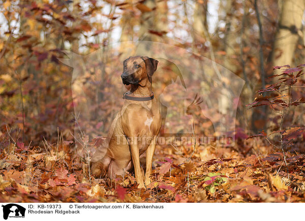 Rhodesian Ridgeback / KB-19373