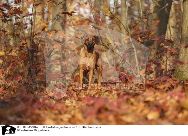 Rhodesian Ridgeback / Rhodesian Ridgeback / KB-19384