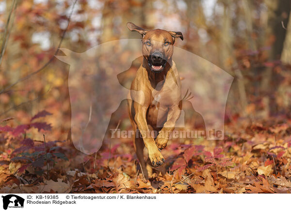 Rhodesian Ridgeback / KB-19385
