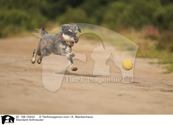 Mittelschnauzer / Standard Schnauzer / KB-19402