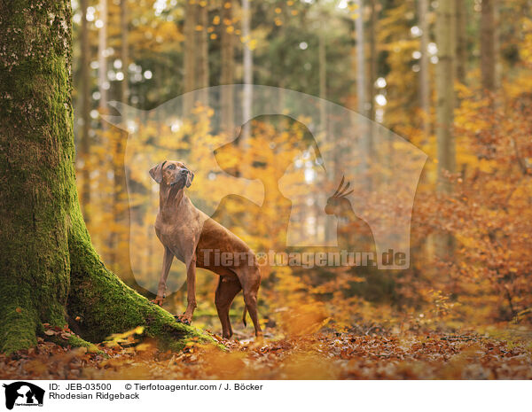 Rhodesian Ridgeback im Herbst / Rhodesian Ridgeback / JEB-03500