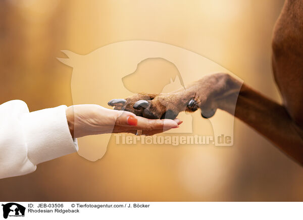 Rhodesian Ridgeback im Herbst / Rhodesian Ridgeback / JEB-03506