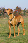 standing Rhodesian Ridgeback