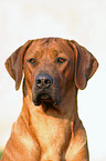 Rhodesian Ridgeback Portrait