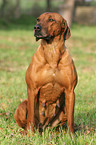 sitting Rhodesian Ridgeback