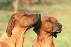 Rhodesian Ridgeback Portraits