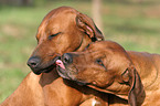 Rhodesian Ridgeback Portraits