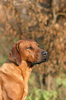 Rhodesian Ridgeback Portrait