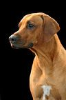 Rhodesian Ridgeback Portrait