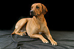 lying Rhodesian Ridgeback