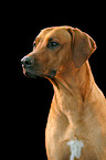 Rhodesian Ridgeback Portrait