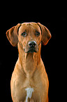 Rhodesian Ridgeback Portrait